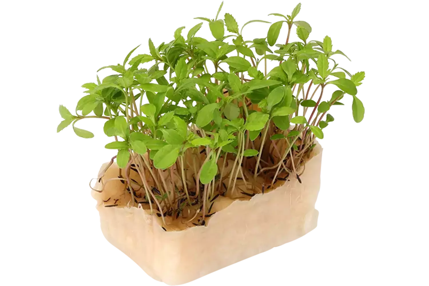 Aclla Cress Duo TOPSEAL stuk 1